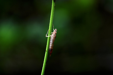 caterpillar cocoon on a leaf