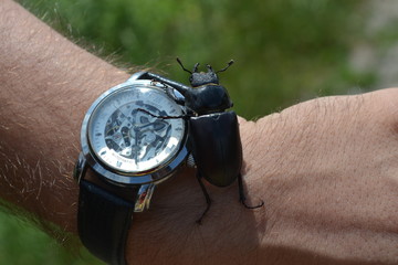 жук часы рука