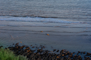 Birds, sea, blues, greens, light blue and rocks.