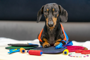 Adorable dog breed of dachshund, black and tan, in body measuring ruler sewing tailor tape measure,...