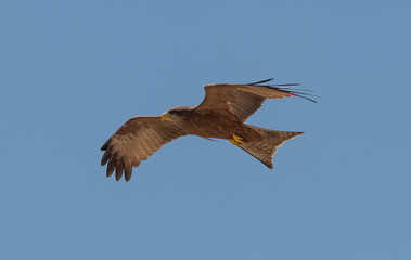 Obraz premium Yellow billed Kite, South Africa