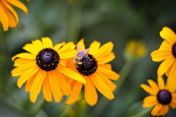 bee on yellow flower
