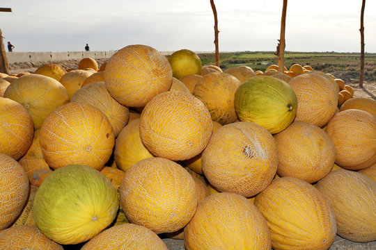 Zuckermelonen Usbekistan