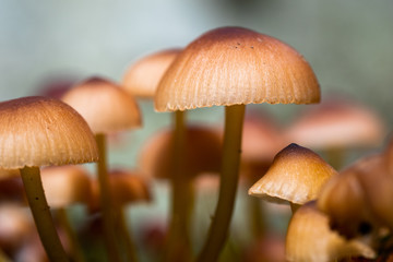 Macro closeup of mushrooms in the forest 