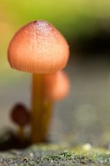 Macro closeup of mushrooms in the forest 
