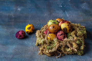 Easter quail eggs in a moss