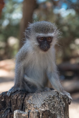 Naklejka premium Vervet monkey at Cape Vidal in iSimangaliso wetland park, South Africa
