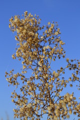 поле сухостой