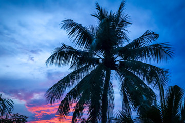 Fototapeta na wymiar Palm tree at sunset, Khao Lak, Thailand