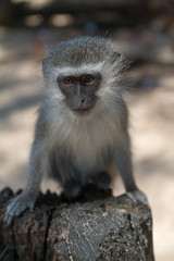 Vervet monkey at Cape Vidal in iSimangaliso wetland park, South Africa