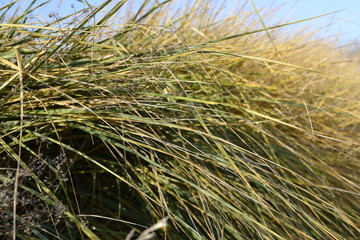 трава дорога