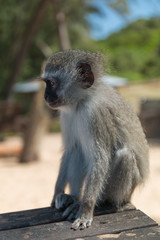 Vervet monkey at Cape Vidal in iSimangaliso wetland park, South Africa