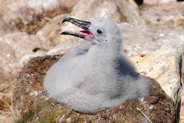 Albatrosküken