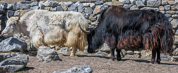 Domestic yaks. Latin name - Bos grunniens and Bos mutus