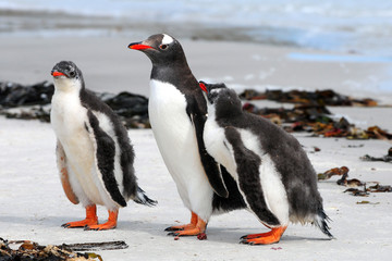 Eselspinguin mit zwei halberwachsenen Jungen
