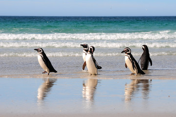Fototapeta premium Pinguine kommen aus dem Meer