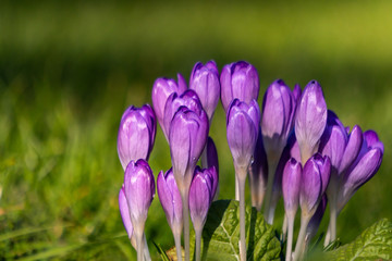 Closeup of a bunch of purple crocus flowers sprinkled with dew and shinning in the sun. The spring...