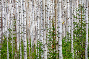 Obraz premium Brzozowy las. Białe pnie drzew jesienią