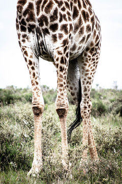 A fine art image of the lower body of a giraffe