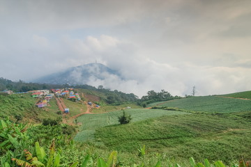 Fototapeta na wymiar Mountain view misty morning of cabbage farming on the hill around with soft mist background, Phu Thap Boek, Phetchabun, Thailand.
