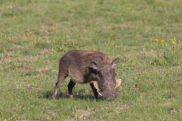 Warthog in the meadow, South Africa