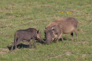 Warthog in the meadow, South Africa