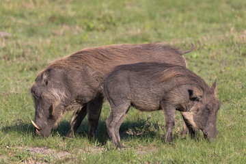 Warthog in the meadow, South Africa