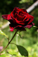 Dark maroon rose, matte, with a black sheen is beautiful and delicate against a background of blurred green.