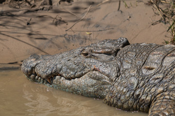 Crocodile at the shore of the river, South Africa