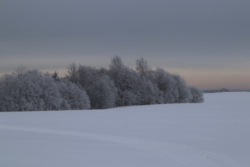 beautiful winter landscape. the trees are covered with hoarfrost. snow-covered hills and a majestic sky of pink. the sun breaks through the clouds
