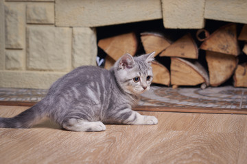 Portrait of  small grey kitten against fireplace.