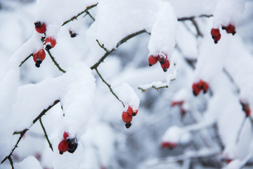 Rosehip berries under the snow