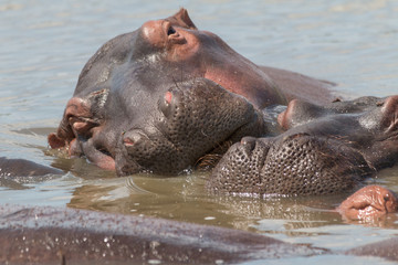 Hippopotamus in the river, South Africa