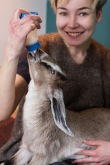 woman feeding milk from bottle of a little goat
