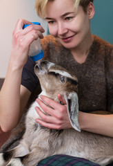 woman feeding milk from bottle of a little goat