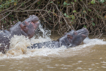 Fototapeta premium Hippopotamus in the river, South Africa