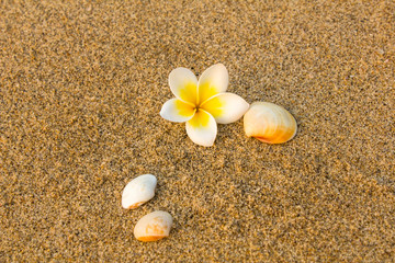 Fototapeta na wymiar white yellow Frangipani flower Plumeria and a shell lying on the blurred sand