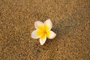Fototapeta na wymiar white yellow frangipani flower Plumeria lies on a blurred sand