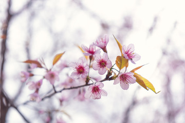 The beautiful cherry blossom, Chiang Mai, Thailand