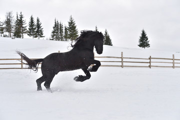 Fototapeta na wymiar Beautiful Black horse at the farm running wild, Frisian horse 