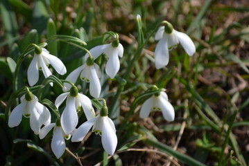 White snowdrops in bloom in a garden