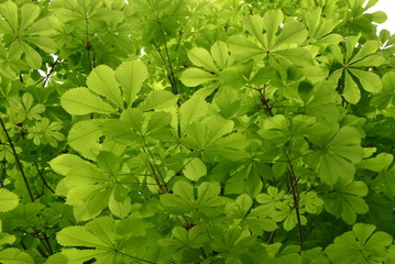 Background of chestnut tree green leaves seen from below 