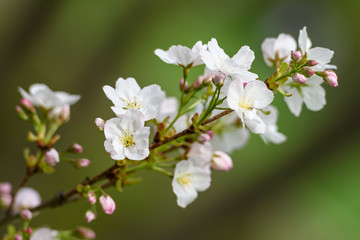 Fototapeta na wymiar Beautiful white Japanese cherry blossoms in spring season, sakura