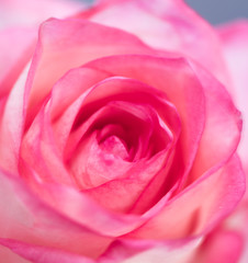 One pink rose on a blue background in the studio