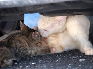 母猫と子猫の授乳