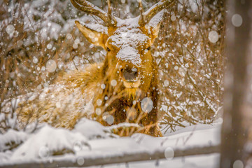 Bull Elk Lying in the Woods During a Snow Storm