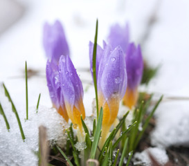 Fototapeta na wymiar Crocus in the snow-covered garden