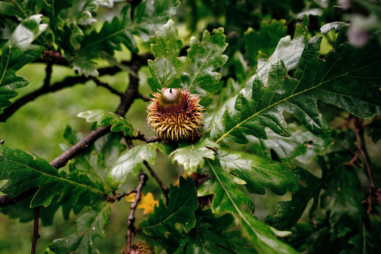 Quercus cerris Woodam - Zerr-Eiche