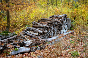 holzstapel im wald