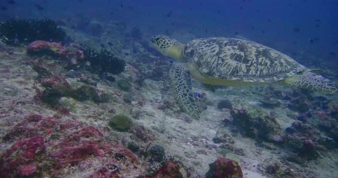 Colorful underwater world view on vibrant coral reef with a sea turtle. Concept of marine animals, diving, snorkeling, holidays